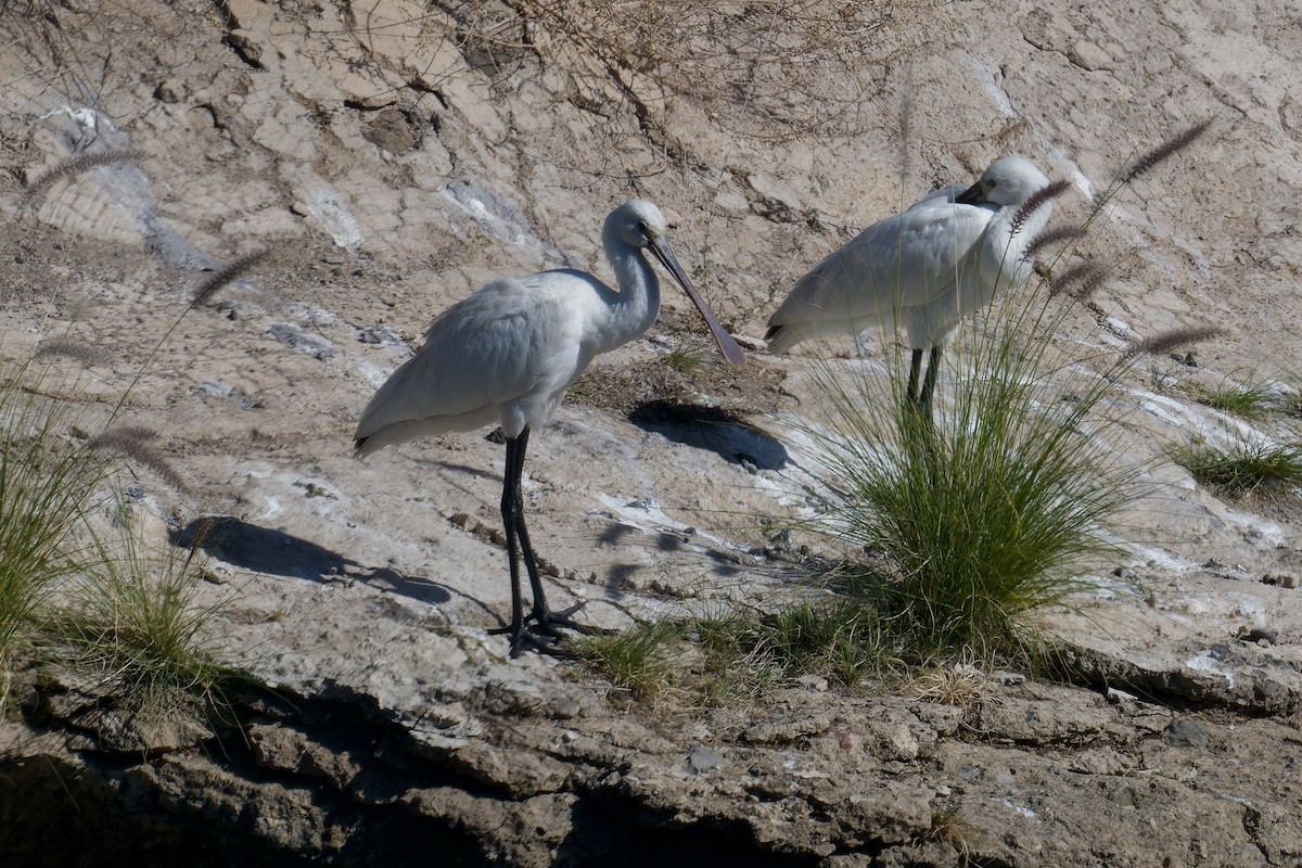 Espátula Común - ML646786617