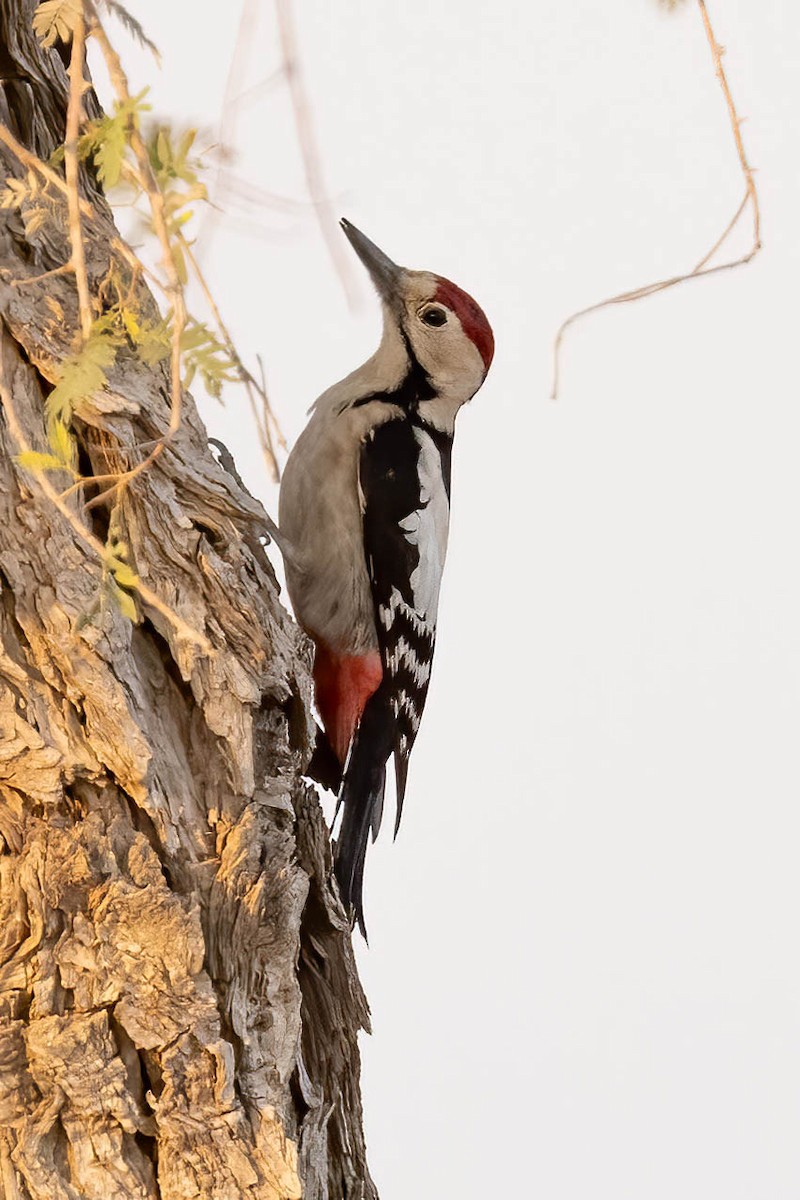 Sind Woodpecker - ML646786618