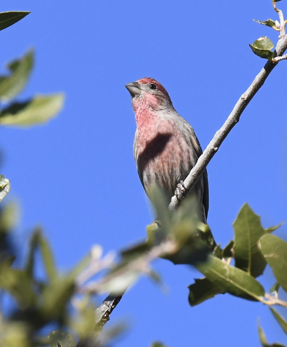 Burugorri arrunta - ML646786619