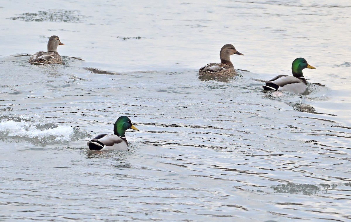 Mallard - ML646786620