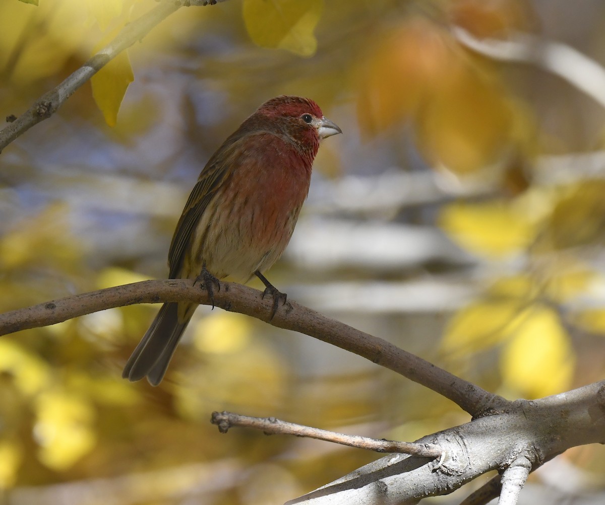 Burugorri arrunta - ML646786621