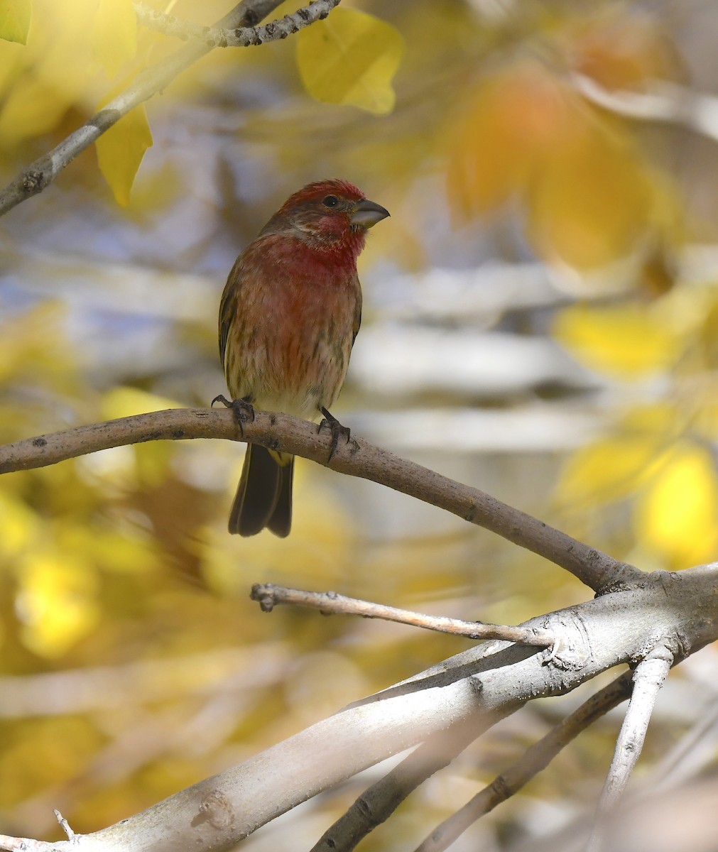 Burugorri arrunta - ML646786623