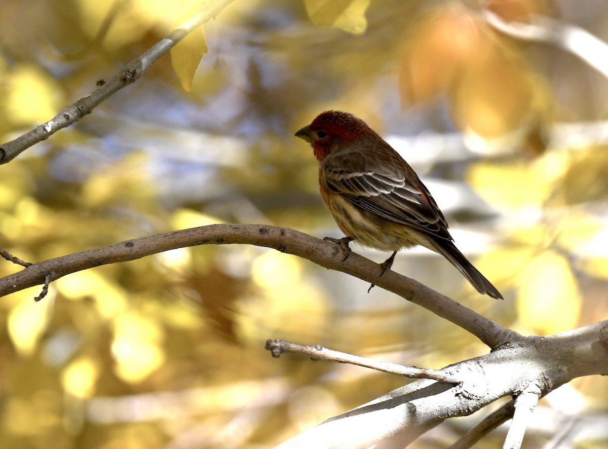 Burugorri arrunta - ML646786624