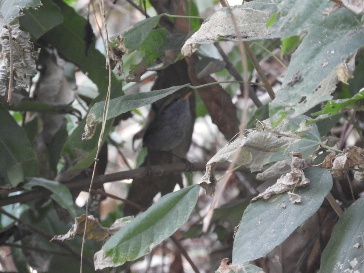 Gray-bellied Tesia - ML646786626