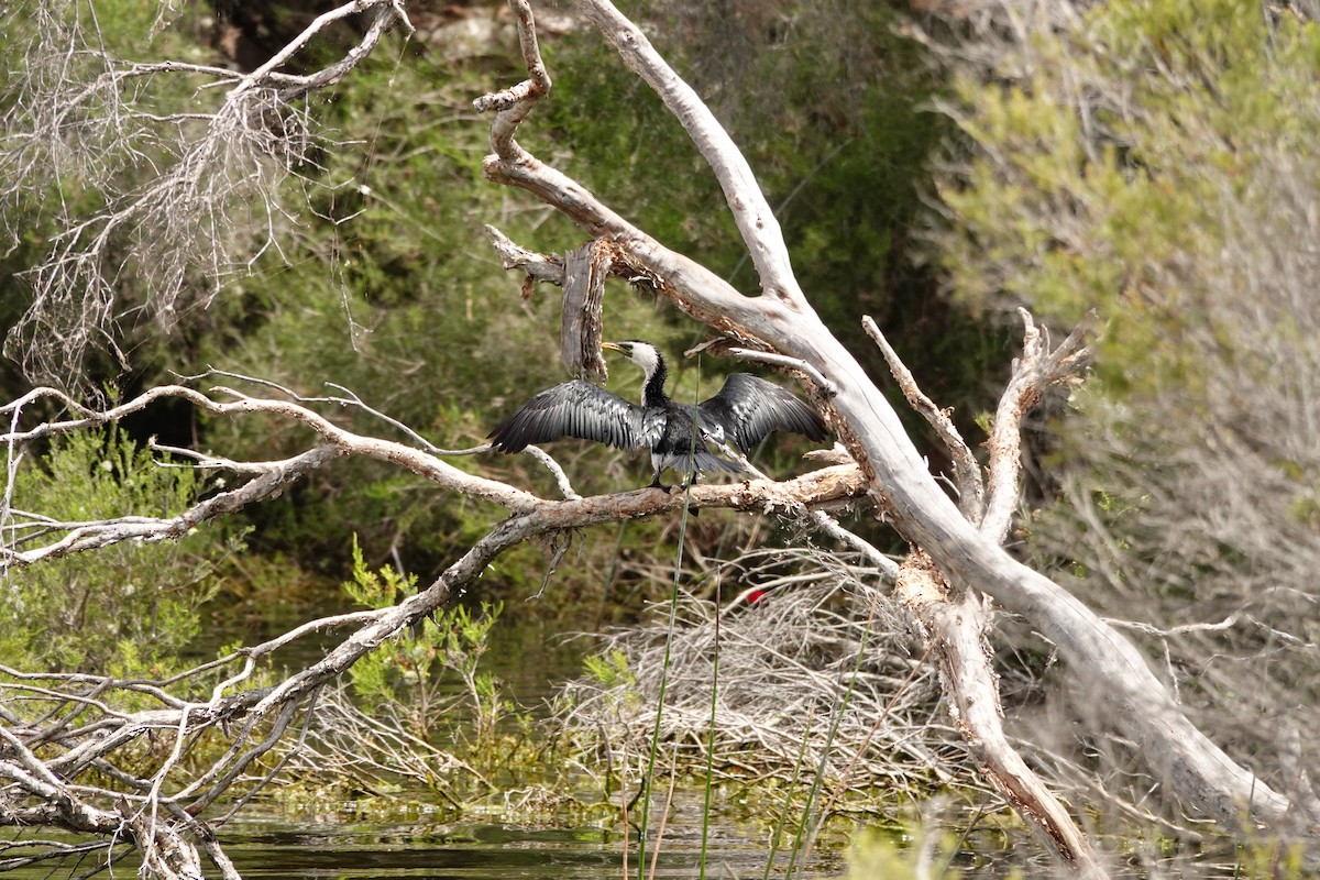Little Pied Cormorant - ML646786627