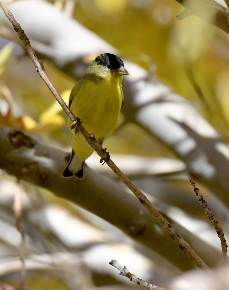 Lesser Goldfinch - ML646786628