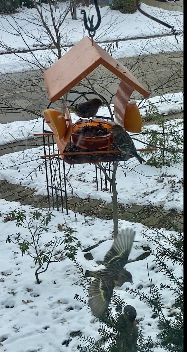 マツノキヒワ - ML646786629