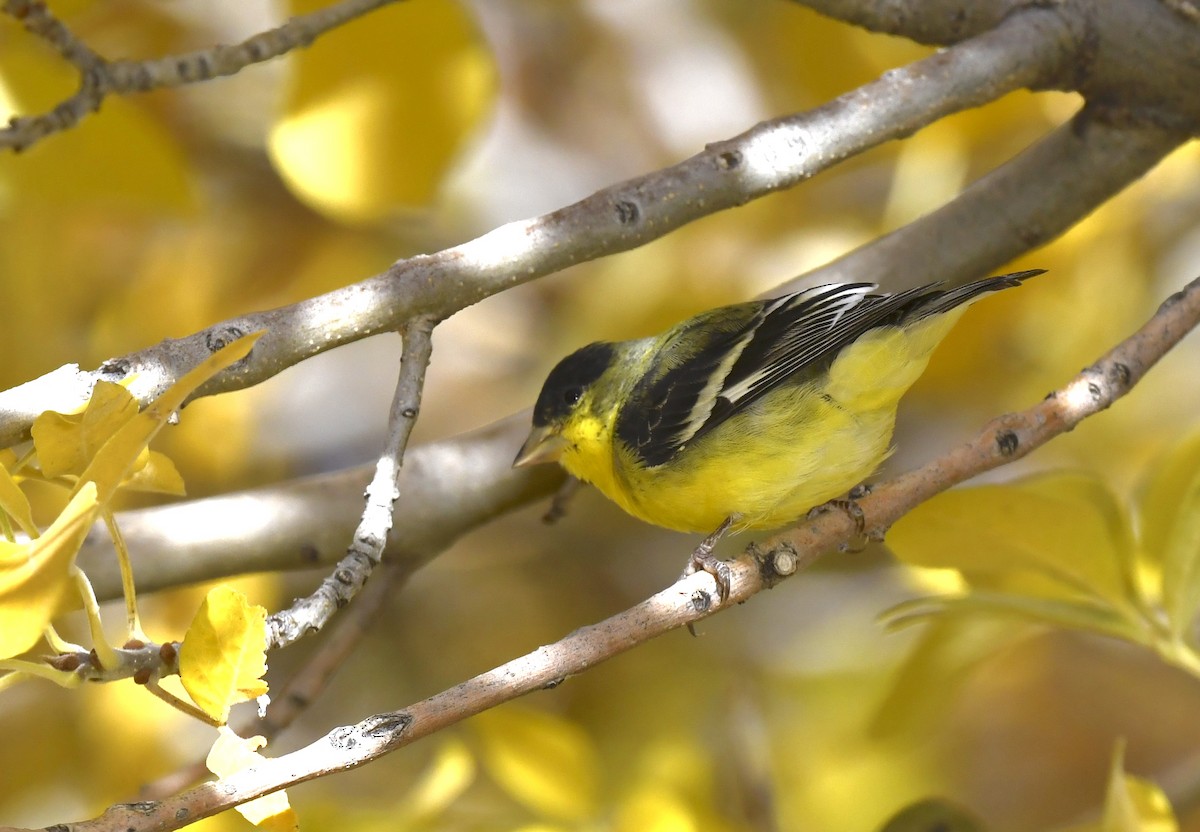 Lesser Goldfinch - ML646786637