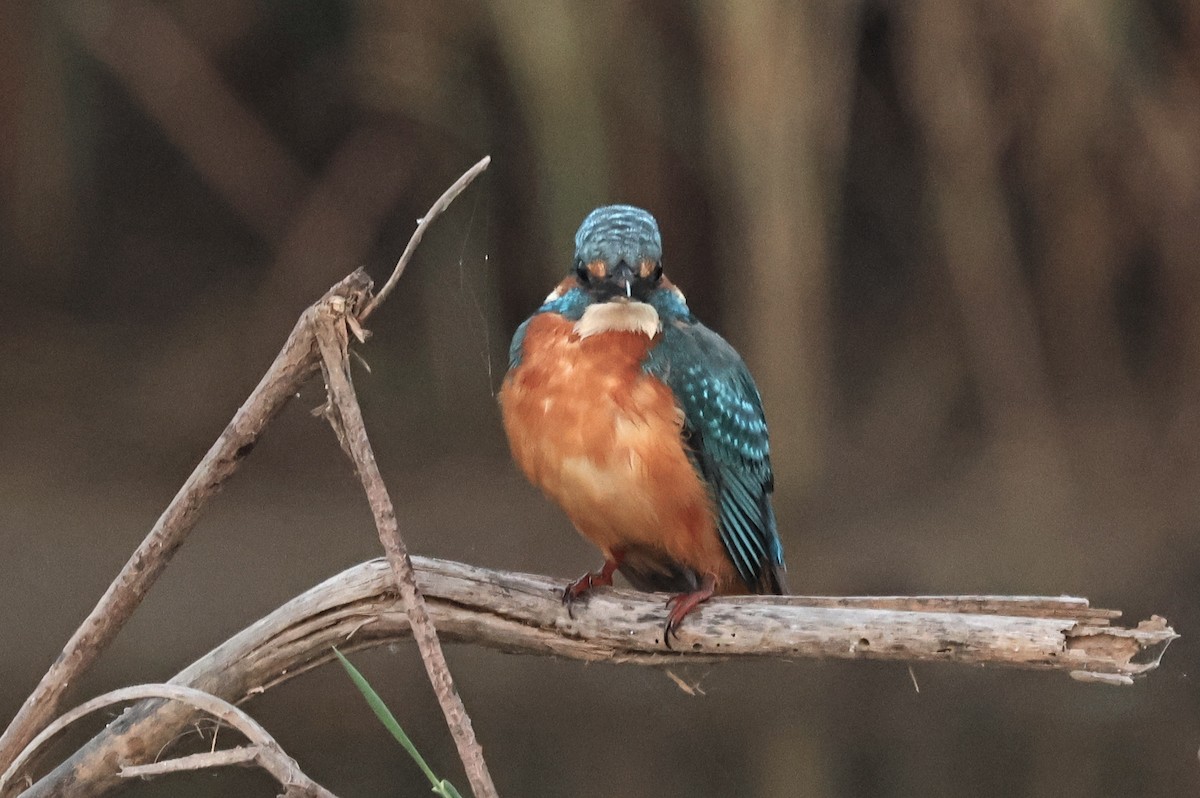 Common Kingfisher - ML646786639