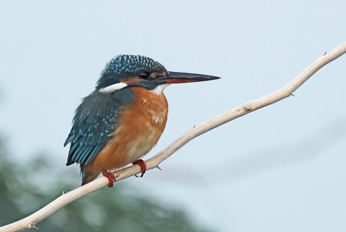 Common Kingfisher - ML646786641