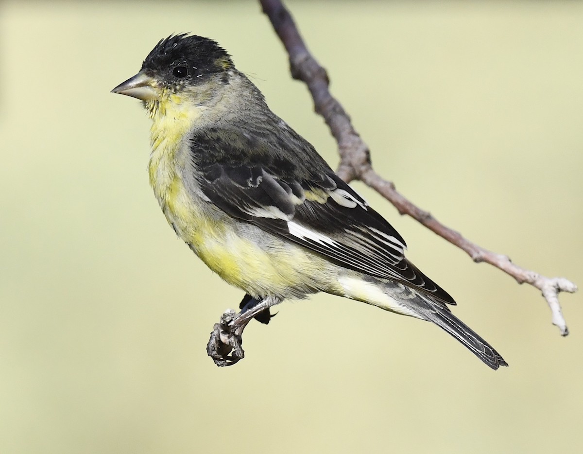 Lesser Goldfinch - ML646786646