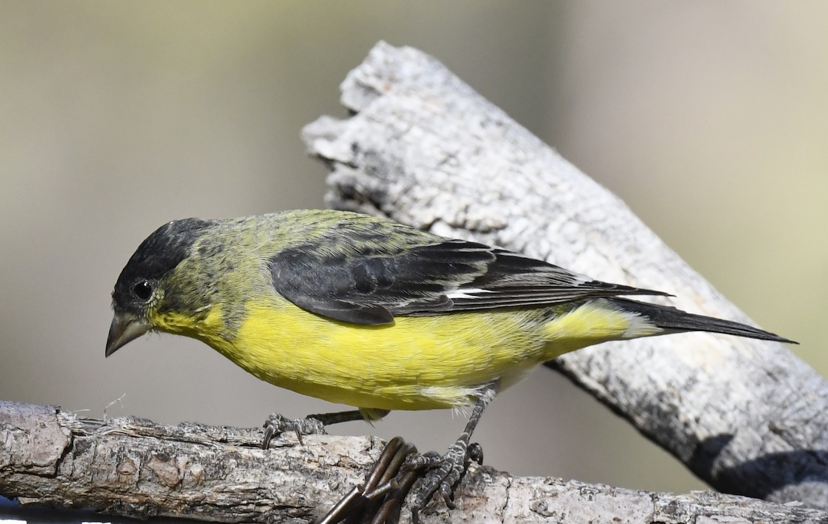 Lesser Goldfinch - ML646786653