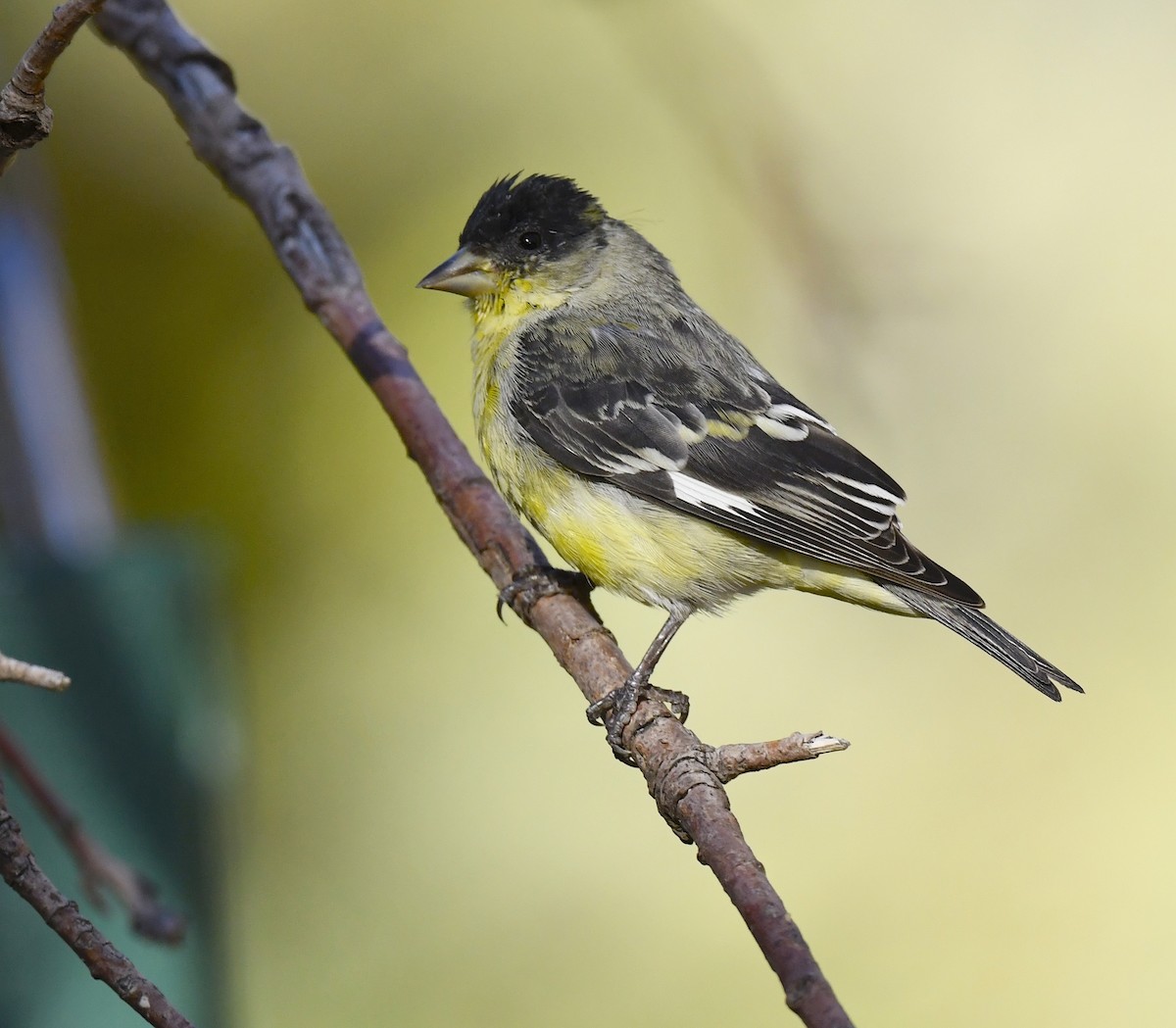 Lesser Goldfinch - ML646786654