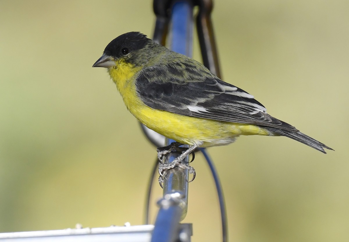 Lesser Goldfinch - ML646786657