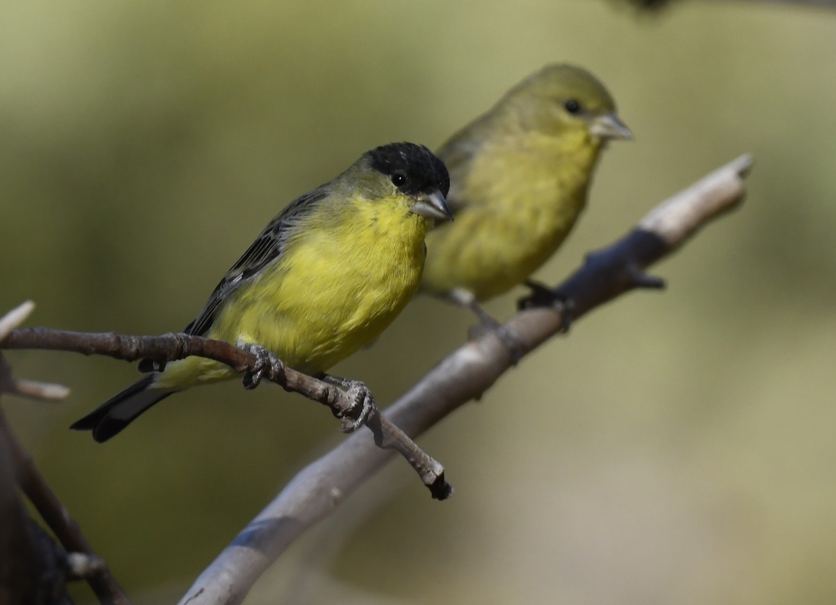Lesser Goldfinch - ML646786659