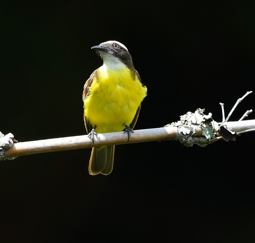 Social Flycatcher - ML646786660