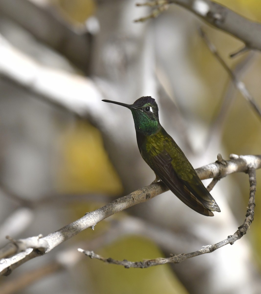 Rivoli's Hummingbird - ML646786661