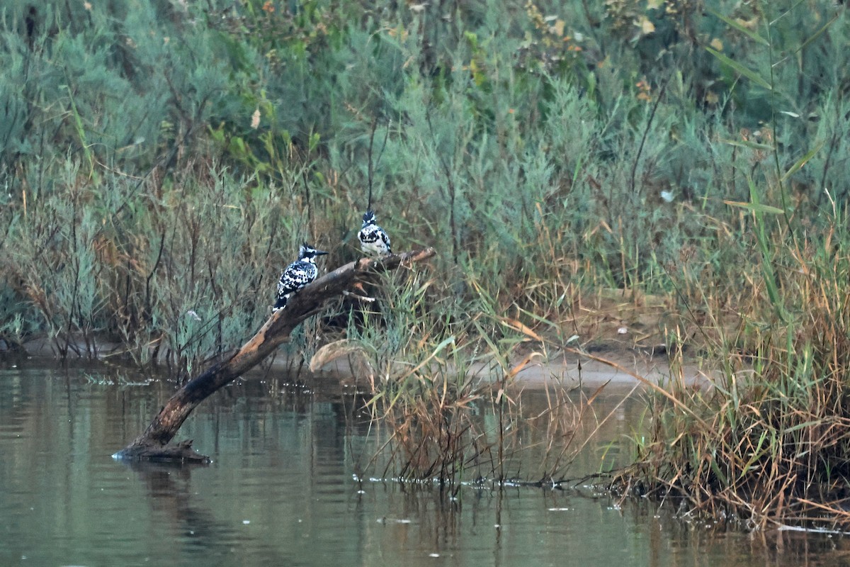 Pied Kingfisher - ML646786662