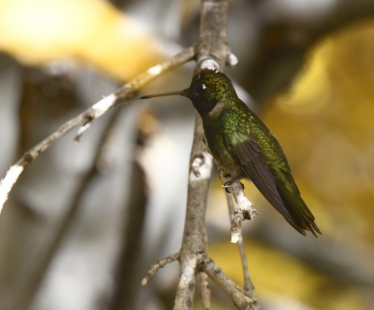 Rivoli's Hummingbird - ML646786663