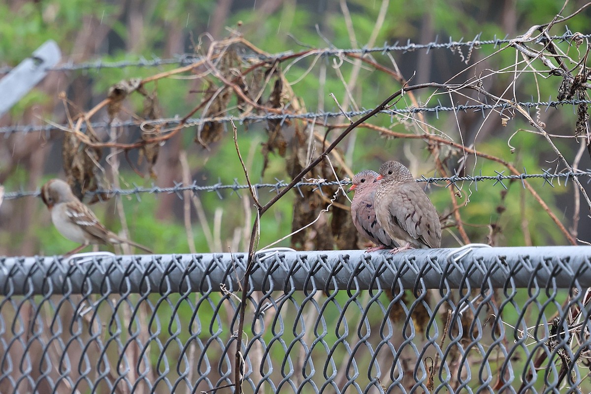 Common Ground Dove - ML646786664