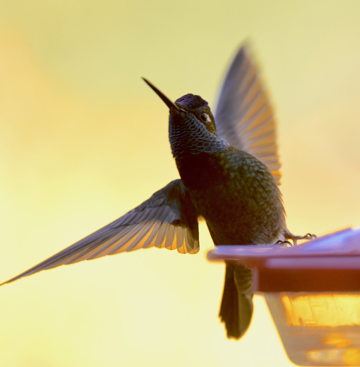 Rivoli's Hummingbird - ML646786665