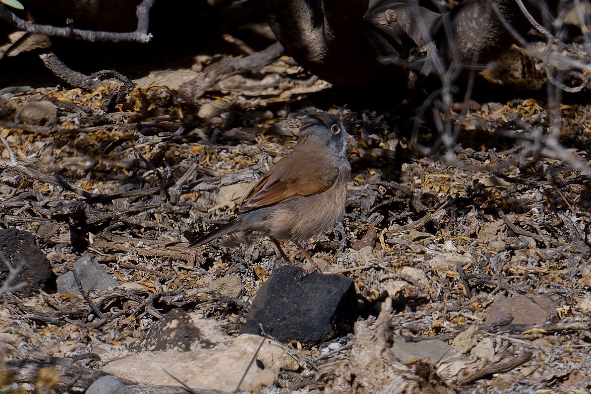 Curruca Tomillera - ML646786666