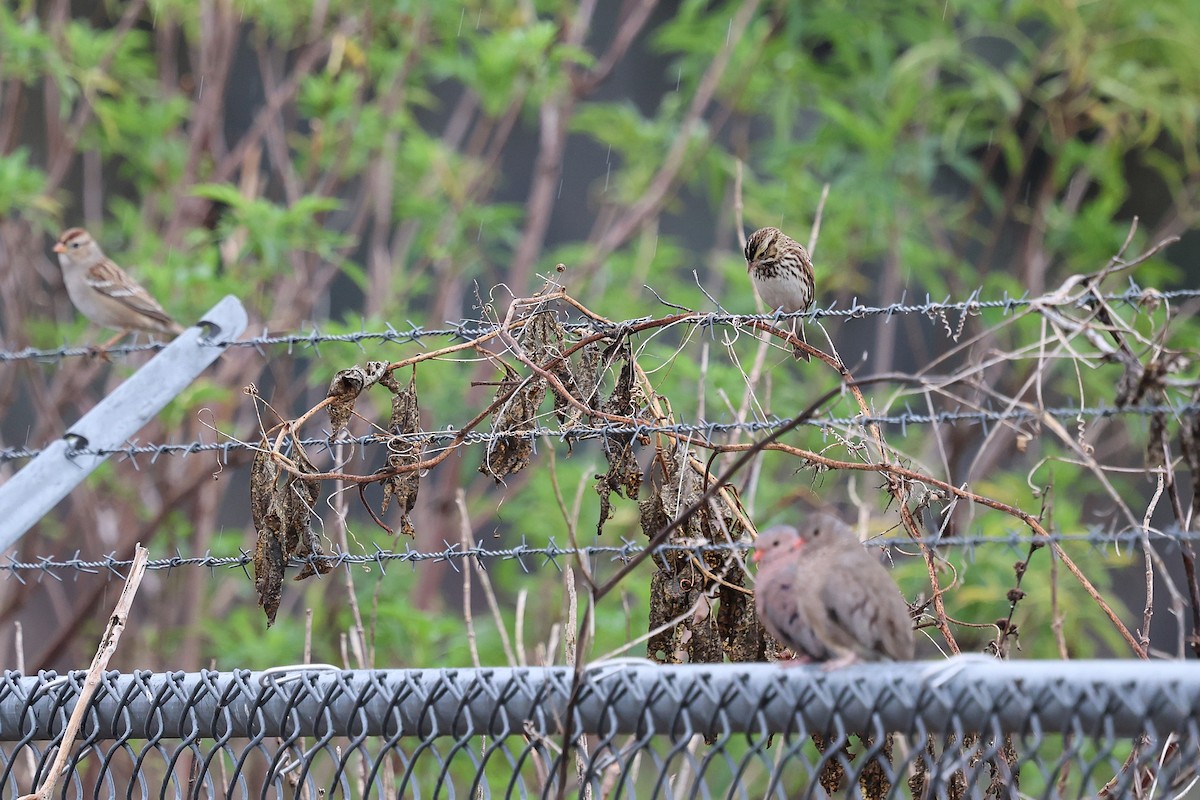 Savannah Sparrow - ML646786670