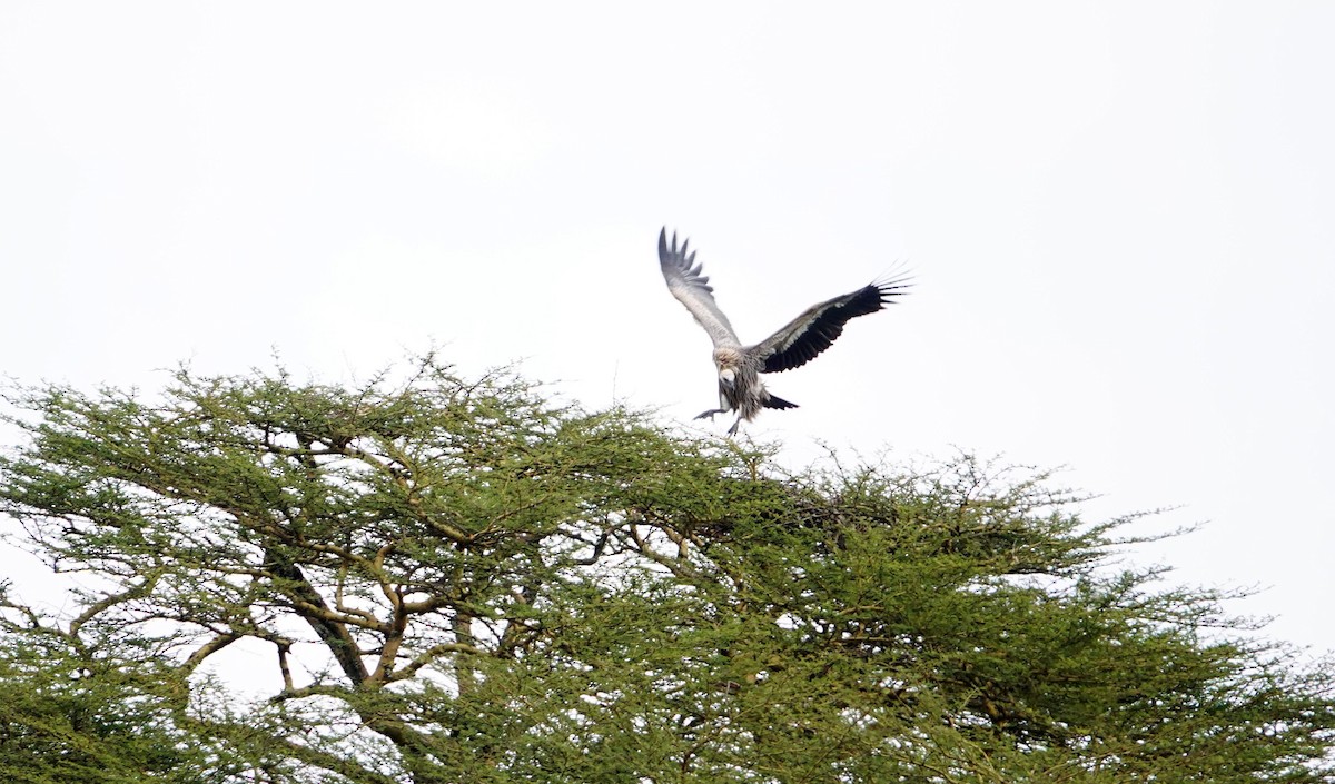 Ak Sırtlı Akbaba - ML646786671