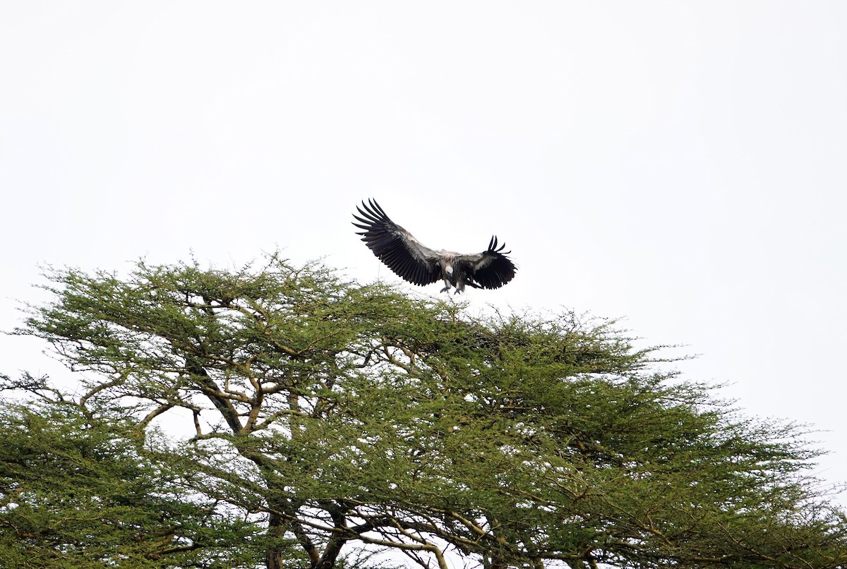 Ak Sırtlı Akbaba - ML646786672