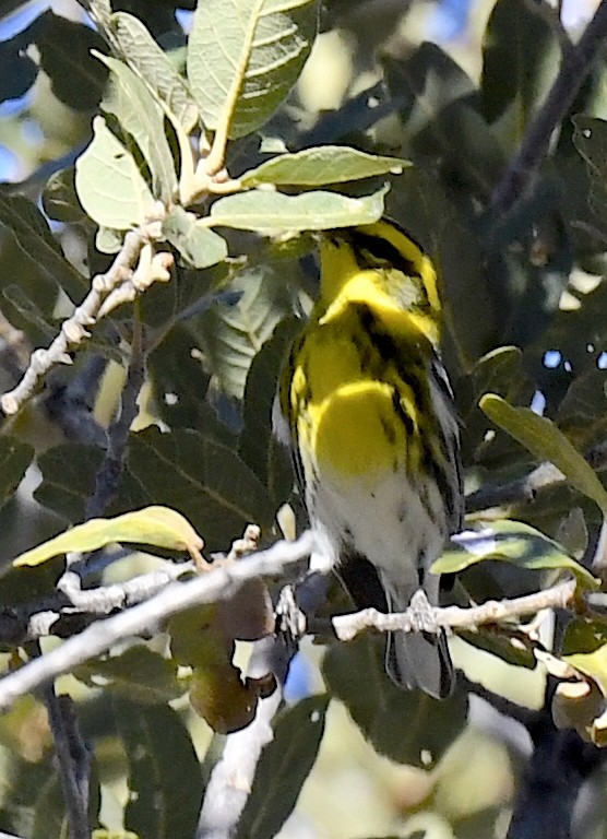 Townsend's Warbler - ML646786673