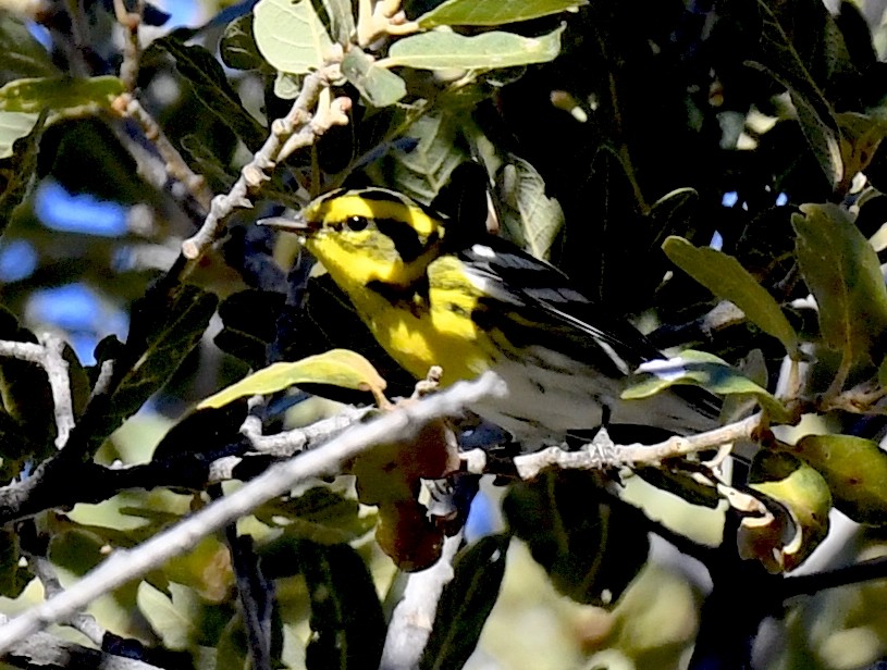 Townsend's Warbler - ML646786675
