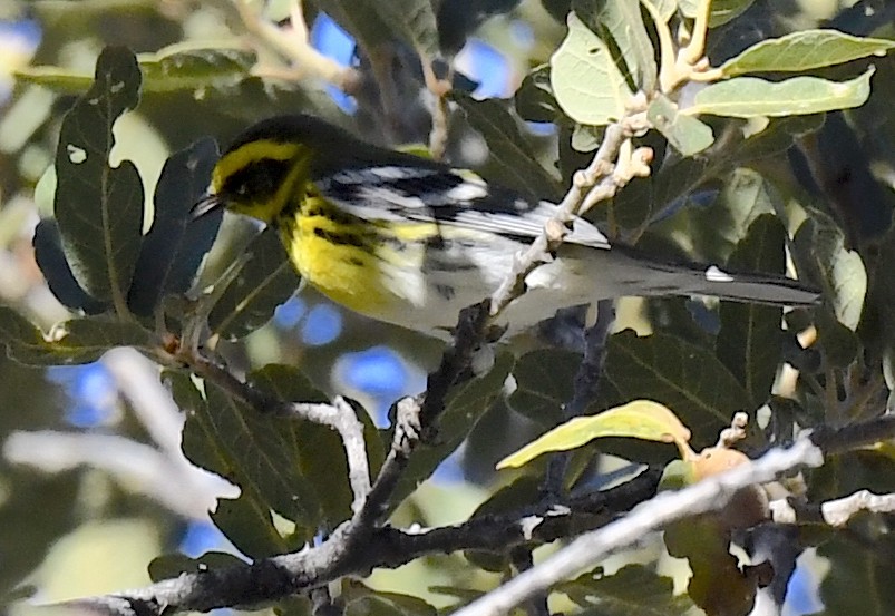 Townsend's Warbler - ML646786677