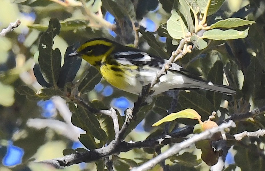 Townsend's Warbler - ML646786678