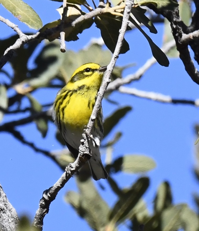 Townsend's Warbler - ML646786679