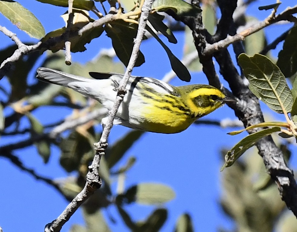 Townsend's Warbler - ML646786680
