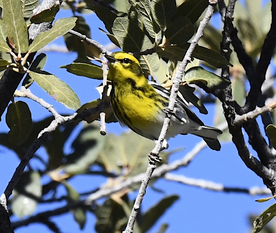 Townsend's Warbler - ML646786681