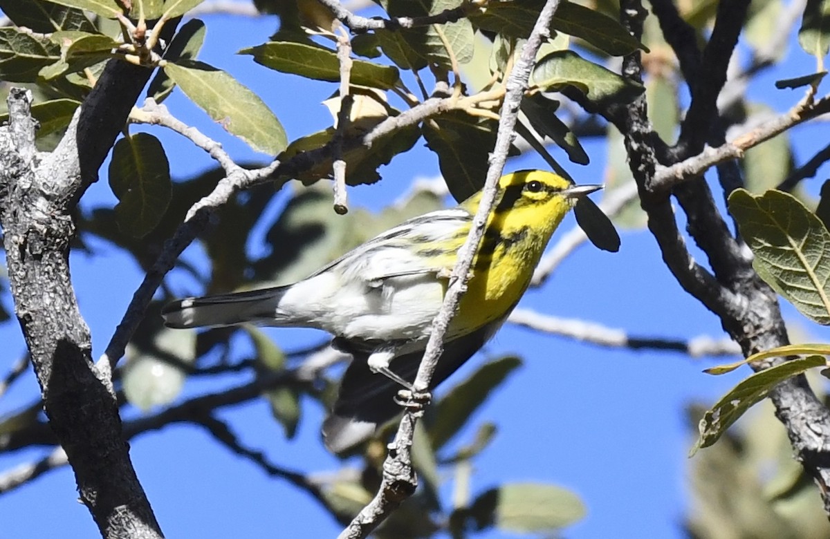 Townsend's Warbler - ML646786682