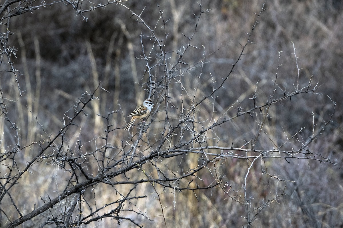 Godlewski's Bunting - ML646786685