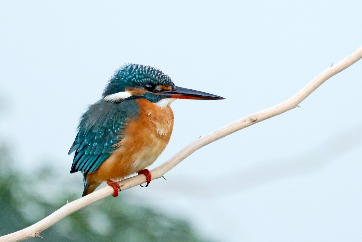 Common Kingfisher - ML646786688