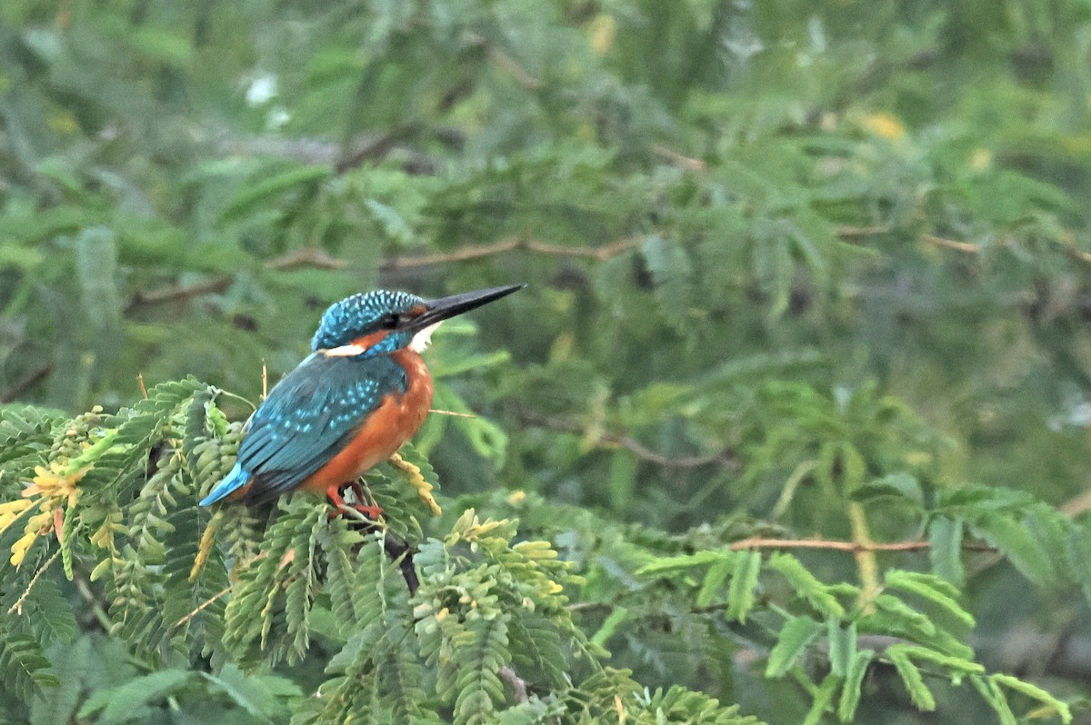 Common Kingfisher - ML646786689