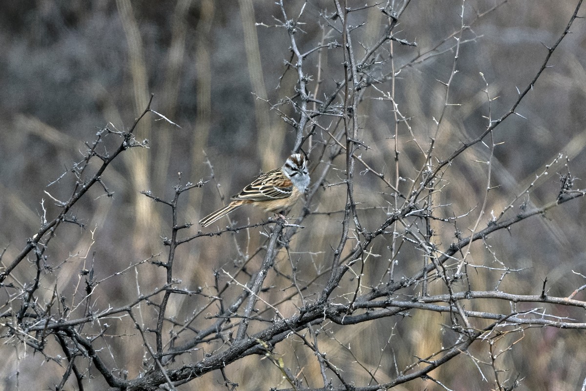 Godlewski's Bunting - ML646786691