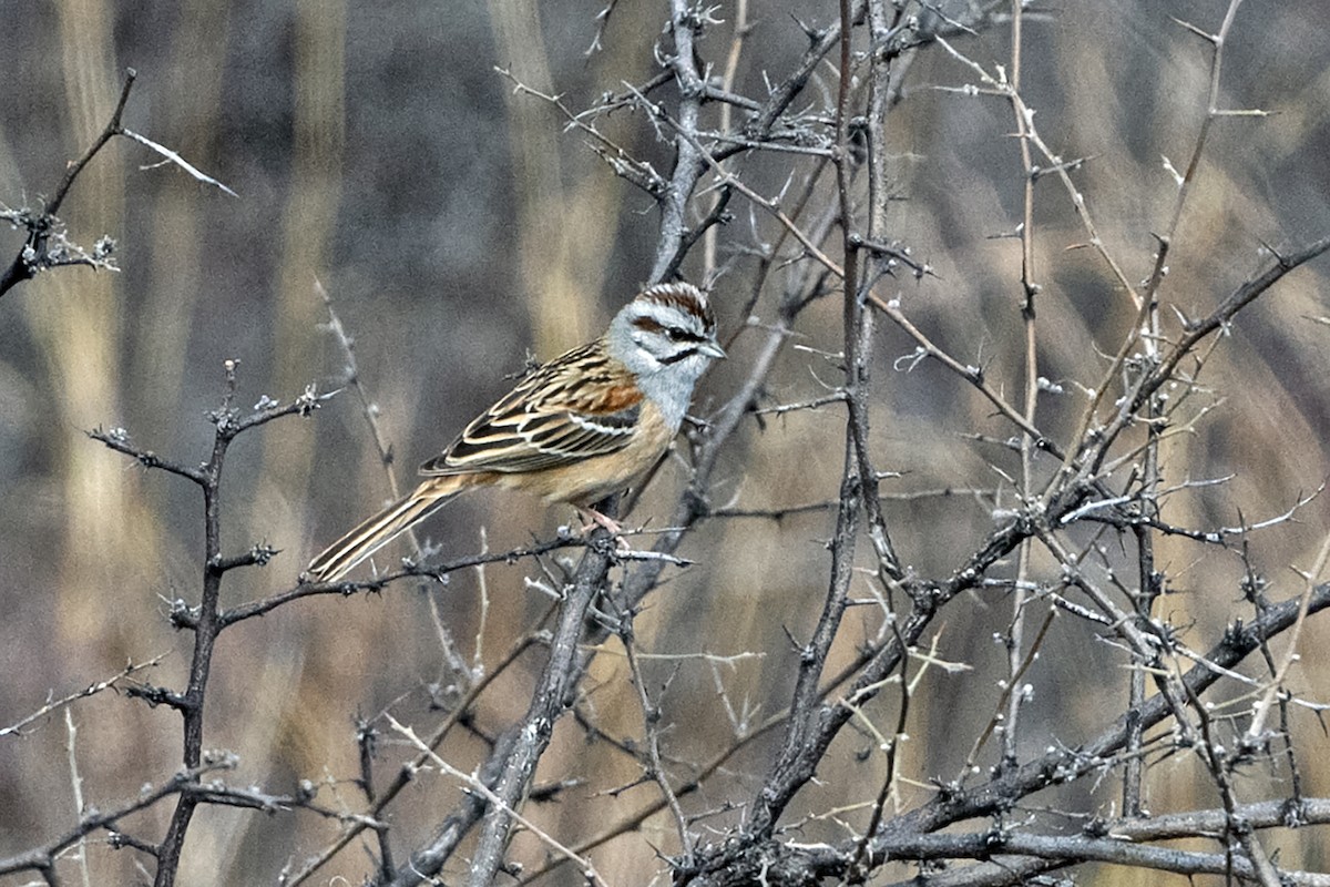 Godlewski's Bunting - ML646786694