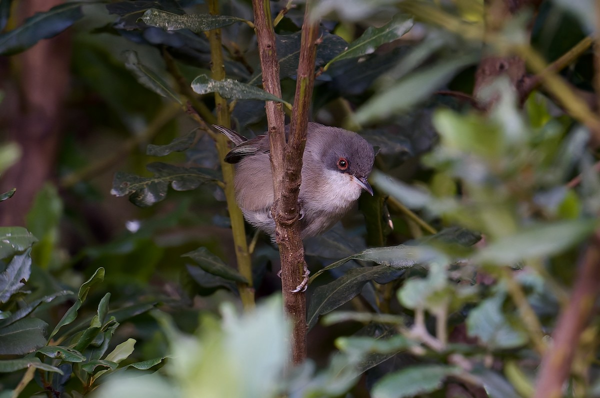 Curruca Cabecinegra - ML646786695