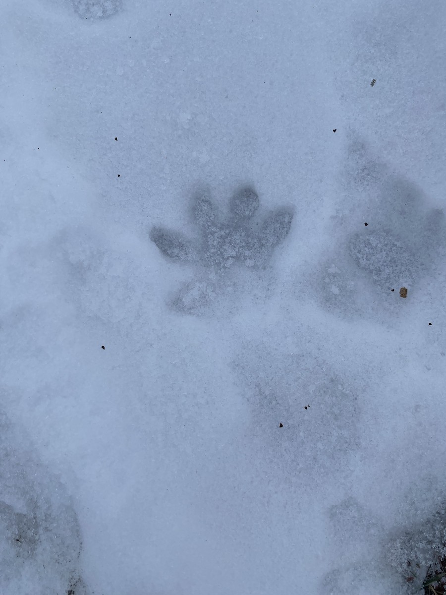 動物界 - ML646786697