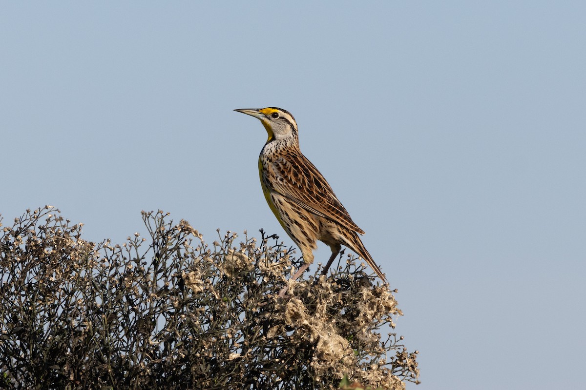 Шпаркос східний - ML646786698