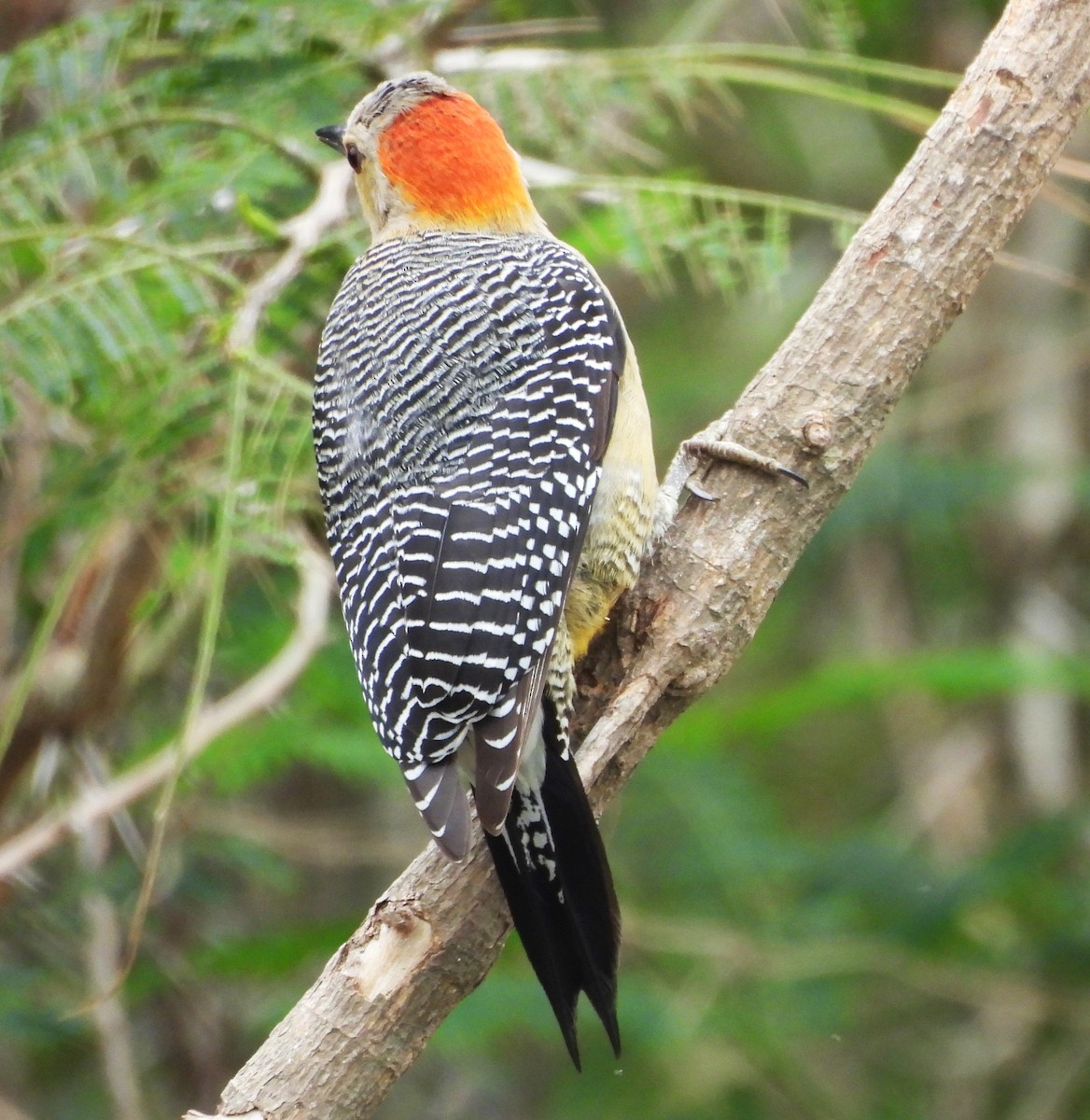 Golden-fronted Woodpecker - ML646786707