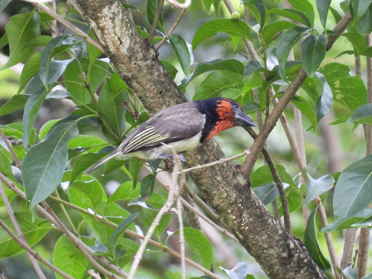 Kara Kolyeli Barbet - ML646786709