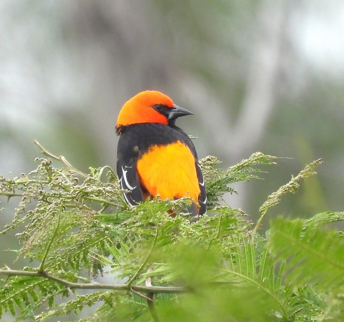 Altamira Oriole - ML646786710