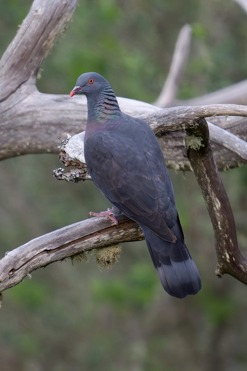 Paloma Turqué - ML646786714