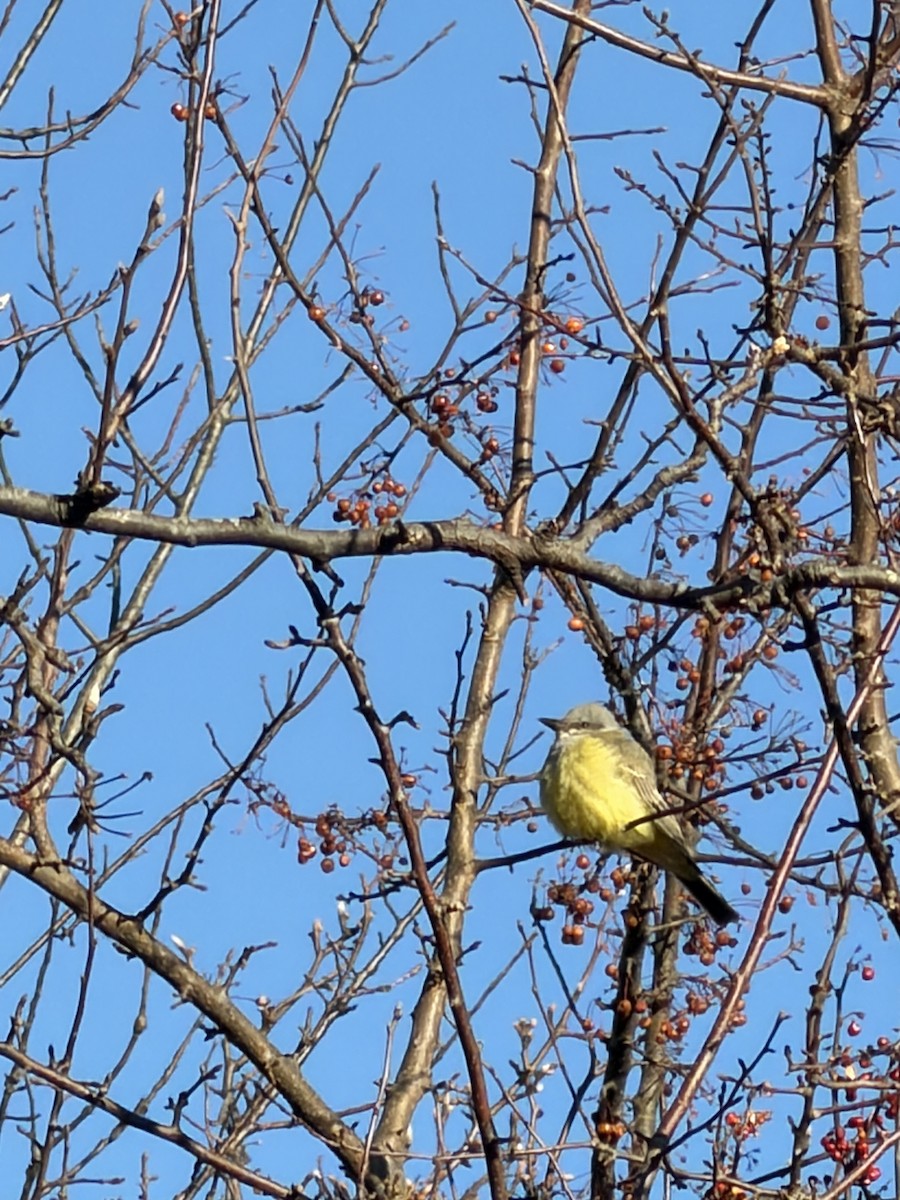 Schmalschnabel-Königstyrann - ML646786719